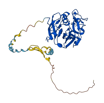 FCN1 3D structure