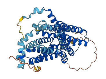 SLC17A2 3D structure