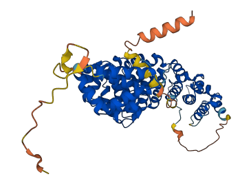KPNA4 3D structure