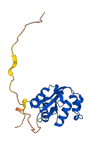 NME4 3D structure