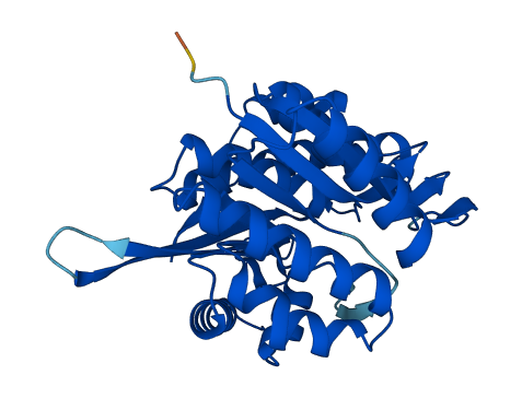 PDXK 3D structure