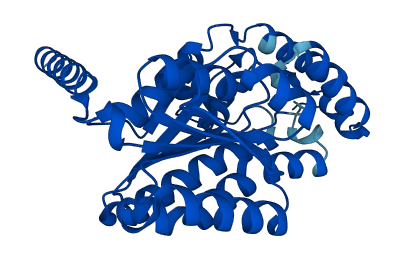 HSD17B6 3D structure