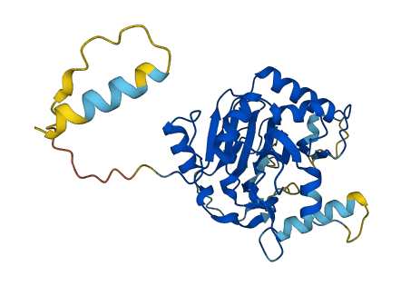 PHYH 3D structure