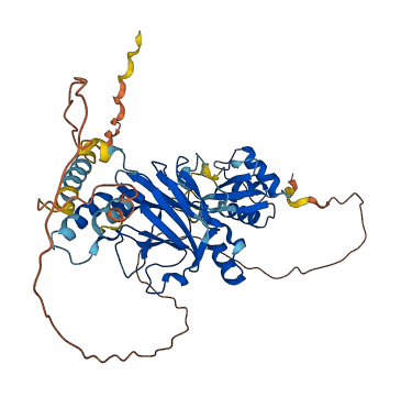 IRF6 3D structure