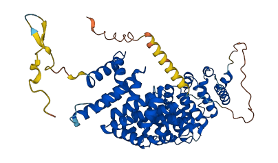 KPNA5 3D structure