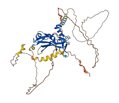 TBXT 3D structure