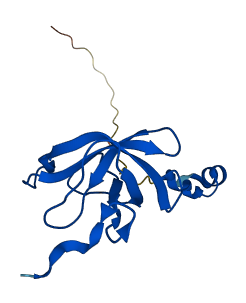MRPS12 3D structure