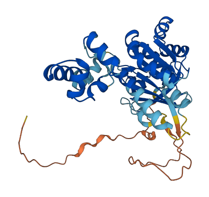RAD51B 3D structure