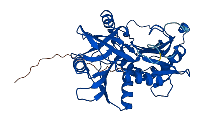 BCAT2 3D structure