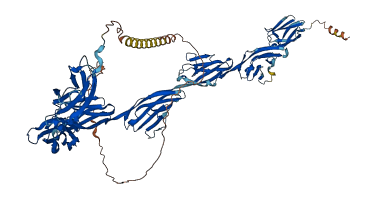 NCAM2 3D structure