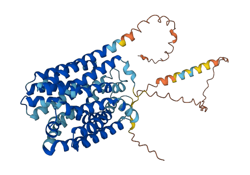 SLC16A6 3D structure