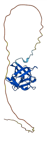 FGF10 3D structure