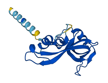 Rnase2b 3D structure