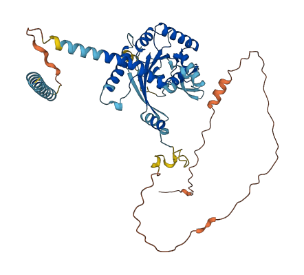SEPTIN4 3D structure