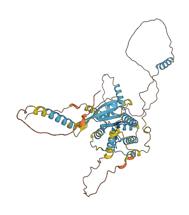 DYNC1LI2 3D structure