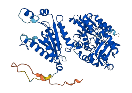 PAPSS1 3D structure