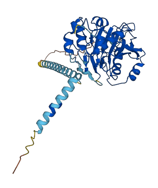 B4GALT5 3D structure