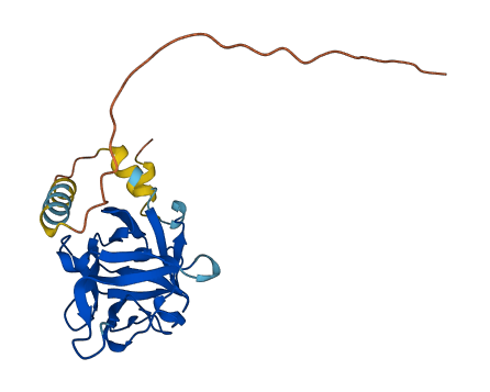 FGF16 3D structure
