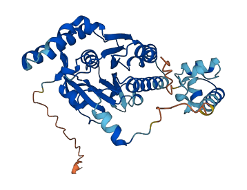 RAD51C 3D structure