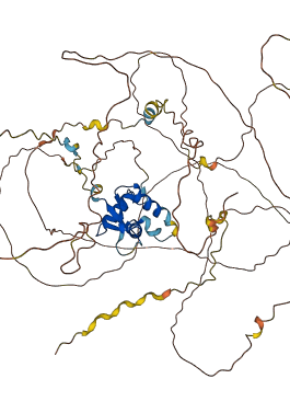 FOXO3 3D structure