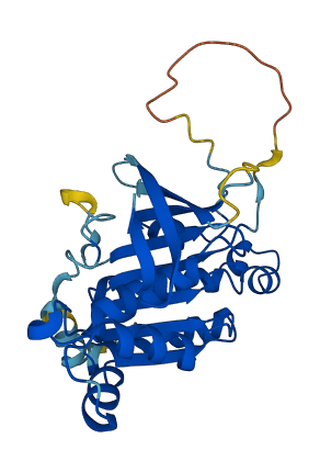 XRCC2 3D structure