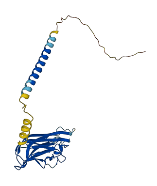TNFSF14 3D structure