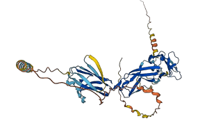 SIGLEC6 3D structure