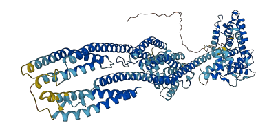 ACTN4 3D structure