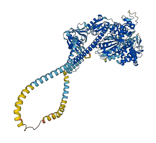 MYO1B 3D structure