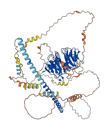 STRN 3D structure