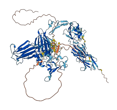TLL1 3D structure