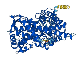 Cyp2j5 3D structure