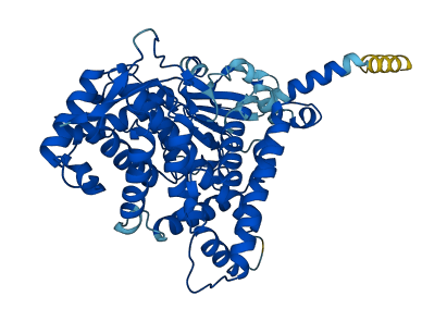 Cyp2j6 3D structure
