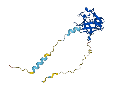 FGF17 3D structure