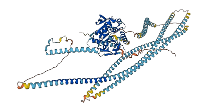 KIF5C 3D structure
