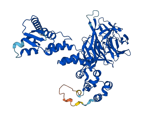 KLHL41 3D structure