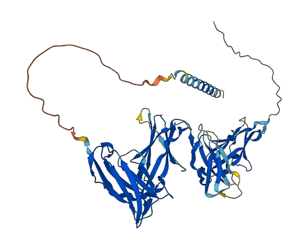 LILRA1 3D structure
