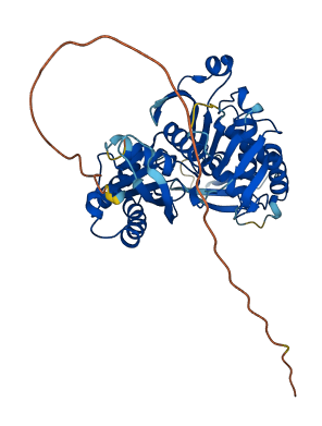 ENTPD5 3D structure