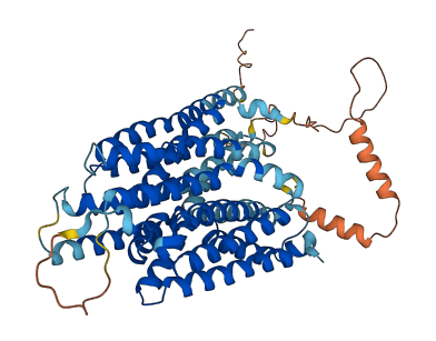 SLC43A1 3D structure