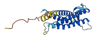 CLDN11 3D structure