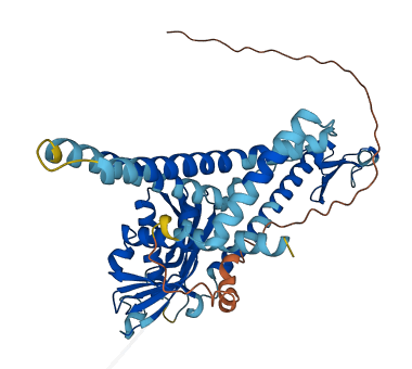 MTRF1 3D structure