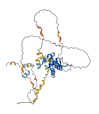 FOXH1 3D structure