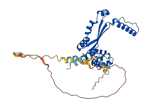 DEDD 3D structure