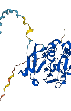FCN3 3D structure