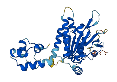 RAD51D 3D structure