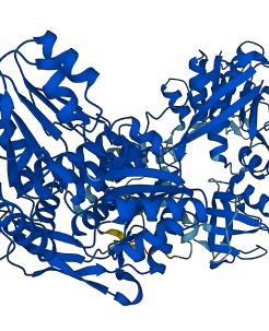 ALDH1L1 3D structure