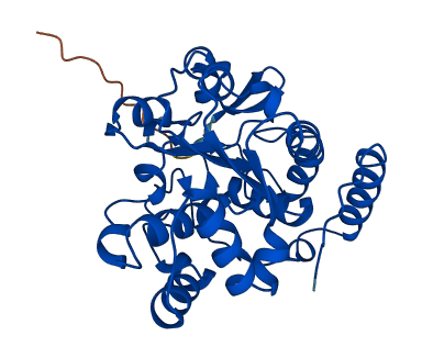 SULT1C4 3D structure
