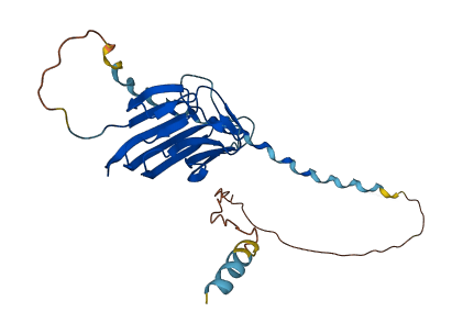 C1QL1 3D structure