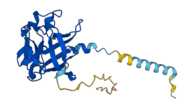FGF18 3D structure