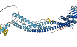 MFN2 3D structure